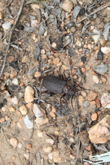 Acanthinodera cumingii