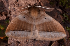 Eupterotinae