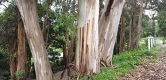 Eucalyptus cypellocarpa