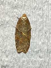 Acleris maccana