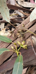 Eucalyptus cypellocarpa