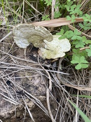 Trametes suaveolens