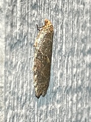 Acleris maccana