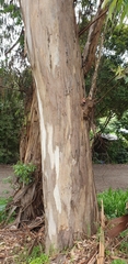 Eucalyptus cypellocarpa