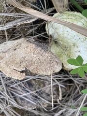 Trametes suaveolens