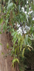 Eucalyptus cypellocarpa