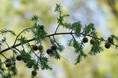 Juniperus macrocarpa