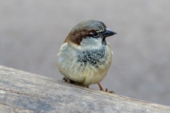 Passer domesticus