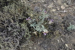 Astragalus stenoceras
