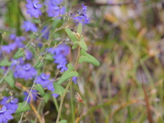 Dampiera hederacea