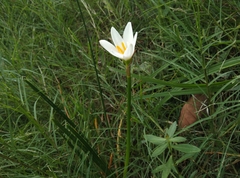 Zephyranthes candida
