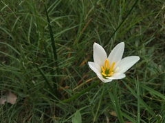 Zephyranthes candida