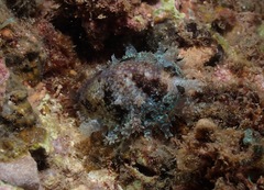 Erosariinae
