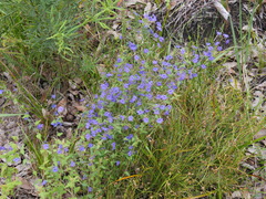 Dampiera hederacea