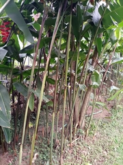 Heliconia rostrata