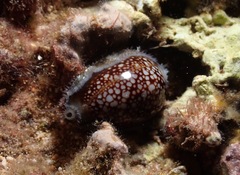 Monetaria caputophidii