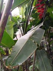 Heliconia rostrata