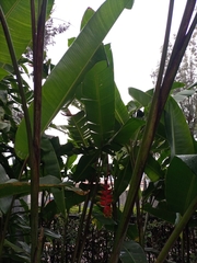 Heliconia rostrata