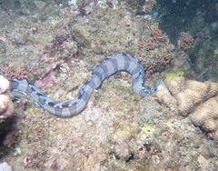 Gymnothorax rueppelliae