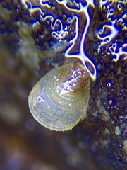 Brachiopoda