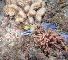 Gymnothorax rueppelliae