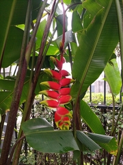 Heliconia rostrata