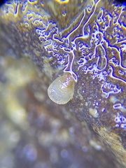 Brachiopoda