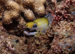 Gymnothorax rueppelliae