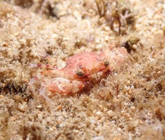 Portunidae