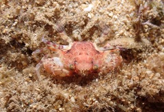 Portunidae