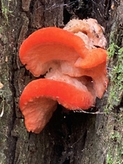 Aurantiporus pulcherrimus