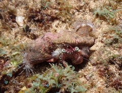 Dardanus gemmatus