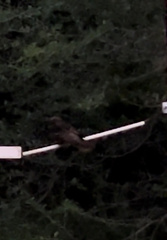 Antrostomus vociferus