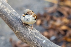 Passer domesticus