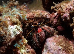 Dardanus sanguinocarpus