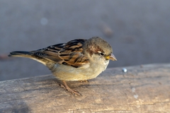 Passer domesticus