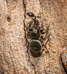 Zenodorus orbiculatus