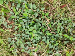 Alysicarpus vaginalis