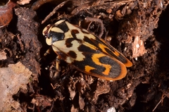 Phymatostetha signifera