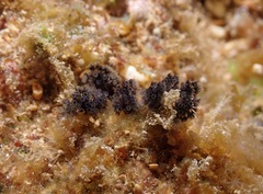 Entoprocta