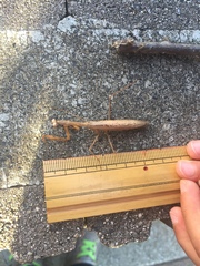 Statilia maculata maculata