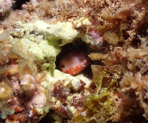 Cypraea fimbriata observed 2022-11-10