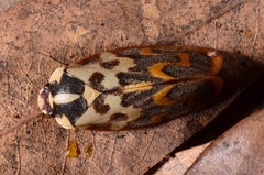 Phymatostetha signifera