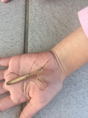 Statilia maculata maculata