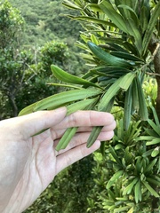 Podocarpus
