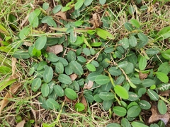 Alysicarpus vaginalis