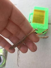 Statilia maculata maculata