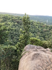 Podocarpus