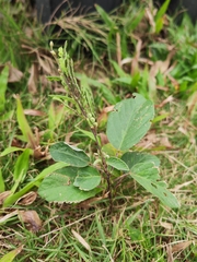 Pleurolobus gangeticus