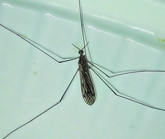 Diptera